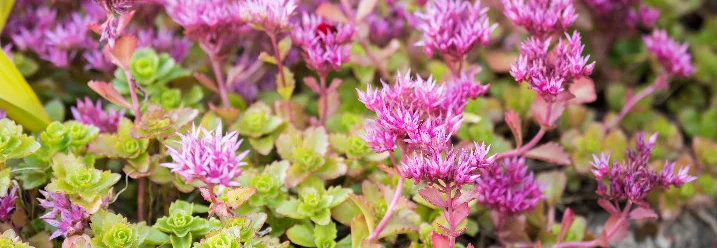 Rosa Blüten von Fetthennen